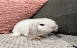 Mini Lop rabbits for sale: Beautiful mini lop rabbits for sale - Image 22