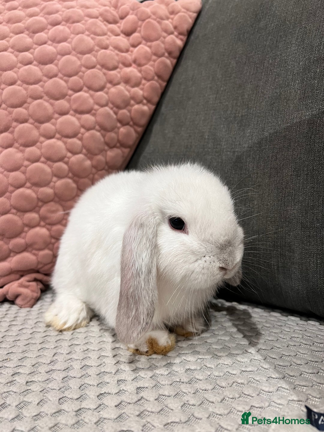 Mini Lop rabbits for sale: Beautiful mini lop rabbits for sale - Image 22
