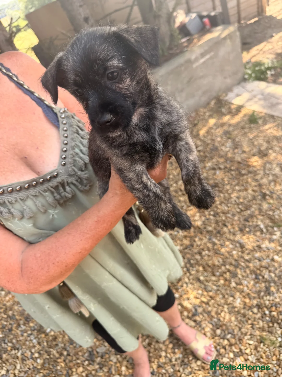Jack Russell dogs for sale: Jack Russell dogs - Advert 7