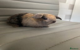 Mini Lop rabbits for sale: Mini lops  - Image 3