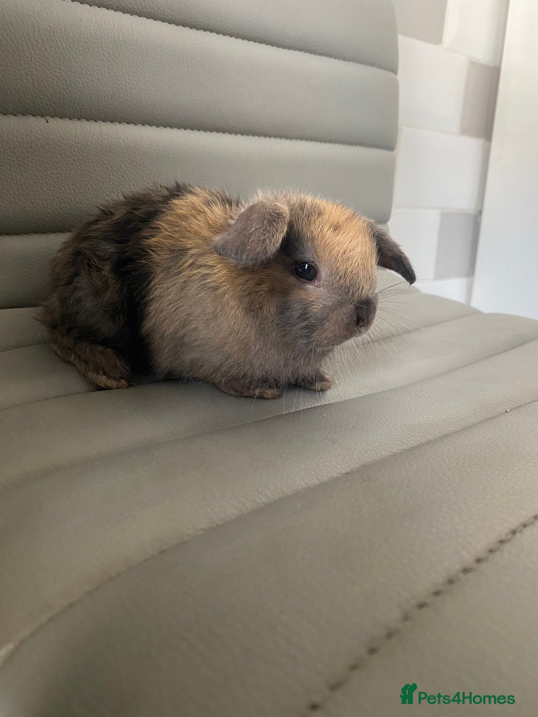 Mini Lop rabbits for sale: Mini lops  - Image 3