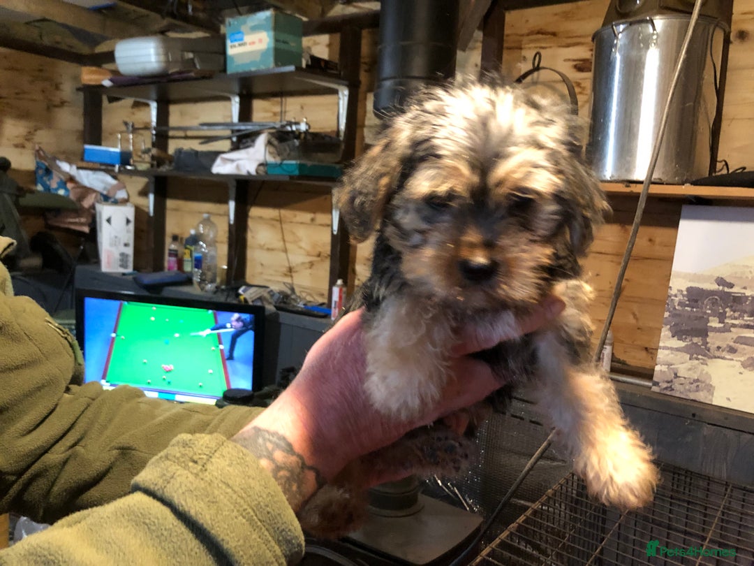 Lhasa Apso dogs for sale: Lhasa Apso puppies  - Advert 5