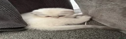 Scottish Fold cats for sale: 5 Kittens Scottish Fold - Advert 4