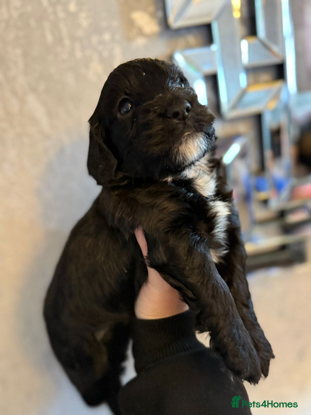 Cockapoo dogs for sale: Cockapoo puppies  - Image 9