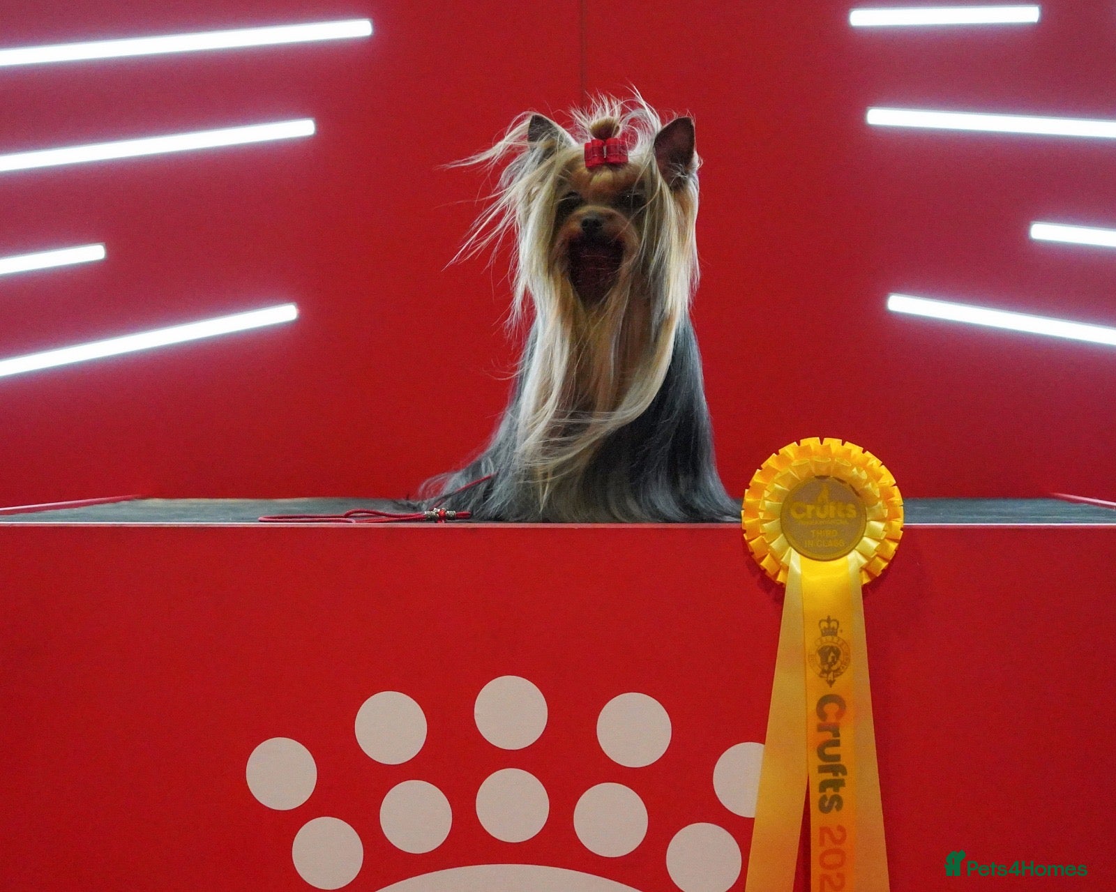 Yorkshire Terrier dogs KC REG UK Champion 🏆Yorkshire terrier for STUD - Advert 9