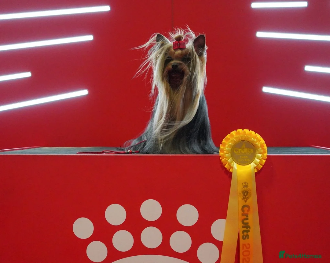 Yorkshire Terrier dogs for stud: KC REG UK Champion 🏆Yorkshire terrier for STUD - Advert 2