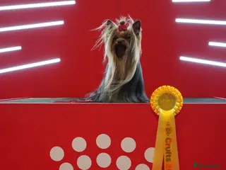 Yorkshire Terrier dogs KC REG UK Champion 🏆Yorkshire terrier for STUD - Advert 9