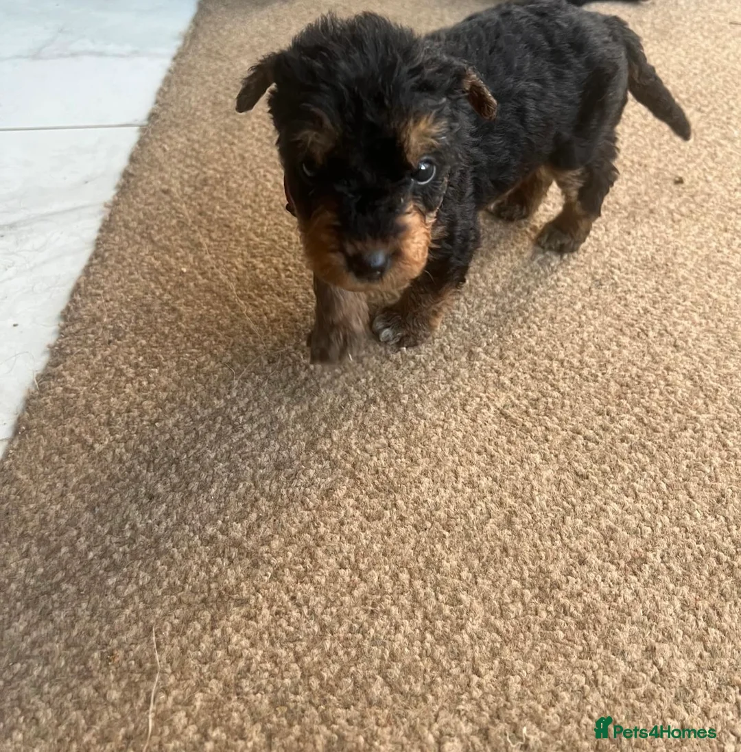 Airedale Terrier dogs for sale: Pure breed Airedale Terriers for sale - Advert 39