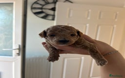 Cavapoo dogs for sale: Cavapoo Puppies for Sale - Image 20