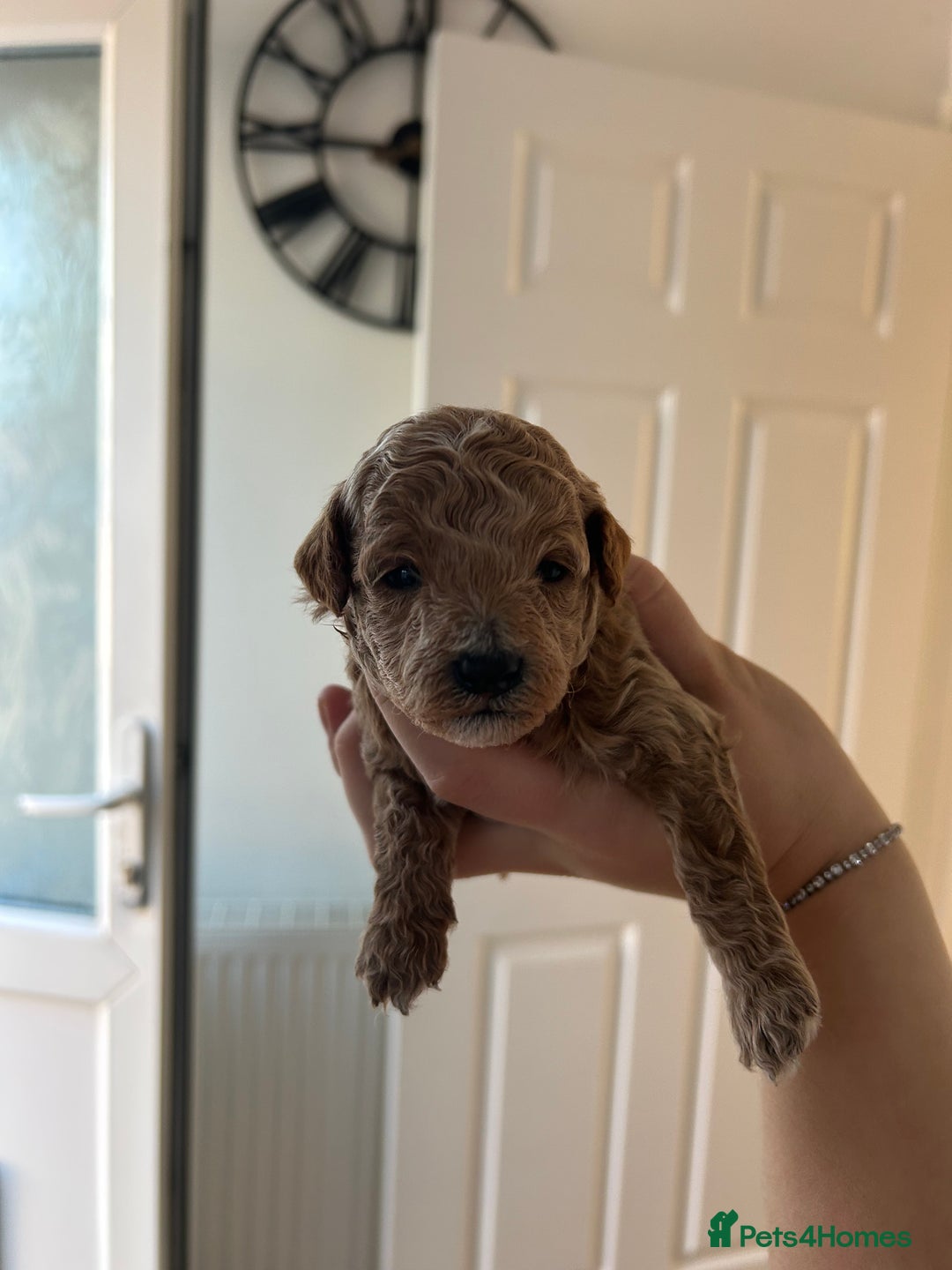 Cavapoo dogs for sale: Cavapoo Puppies for Sale - Image 20