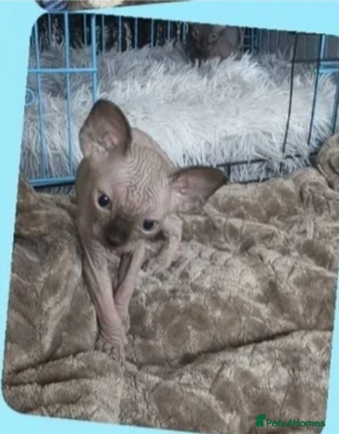 Sphynx cats ⭐ LAST BOY AVAILABLE! TICA Registered Sphynx Boy - Advert 11