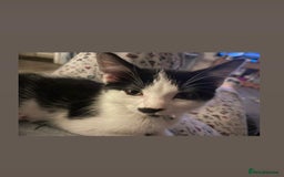 Mixed Breed cats for sale: 1 year old cat looking for her new forever home.  - Image 3