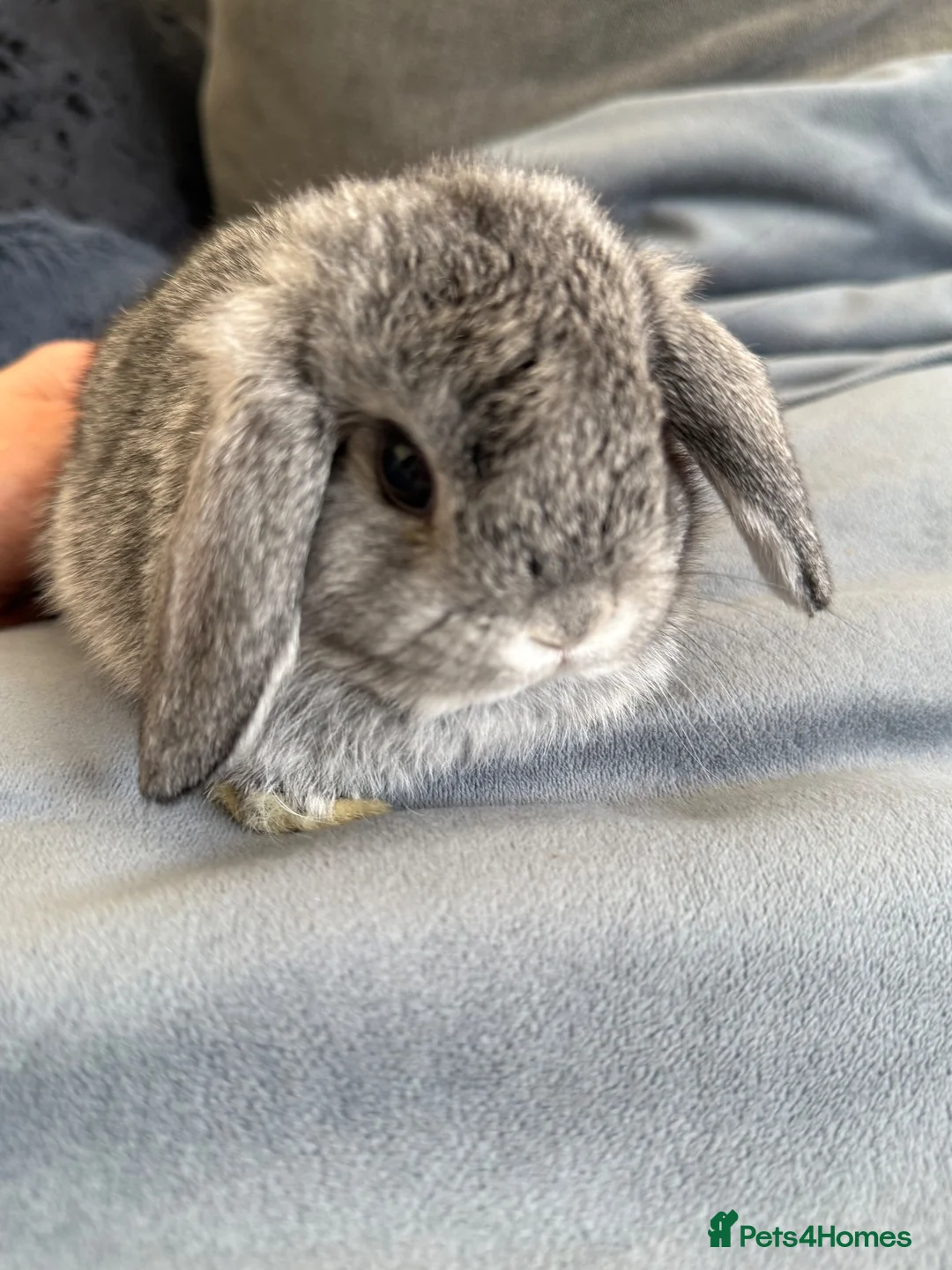 Mini Lop rabbits for sale: gorgeous babies   💙🐰 - Advert 21