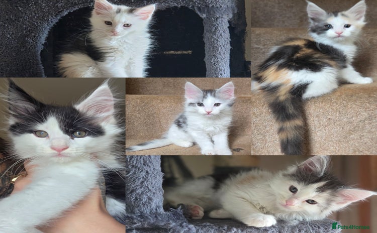Maine Coon cats - Advert 4