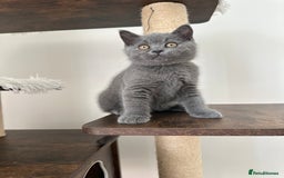 British Shorthair cats for sale: British short hair boy - Image 14