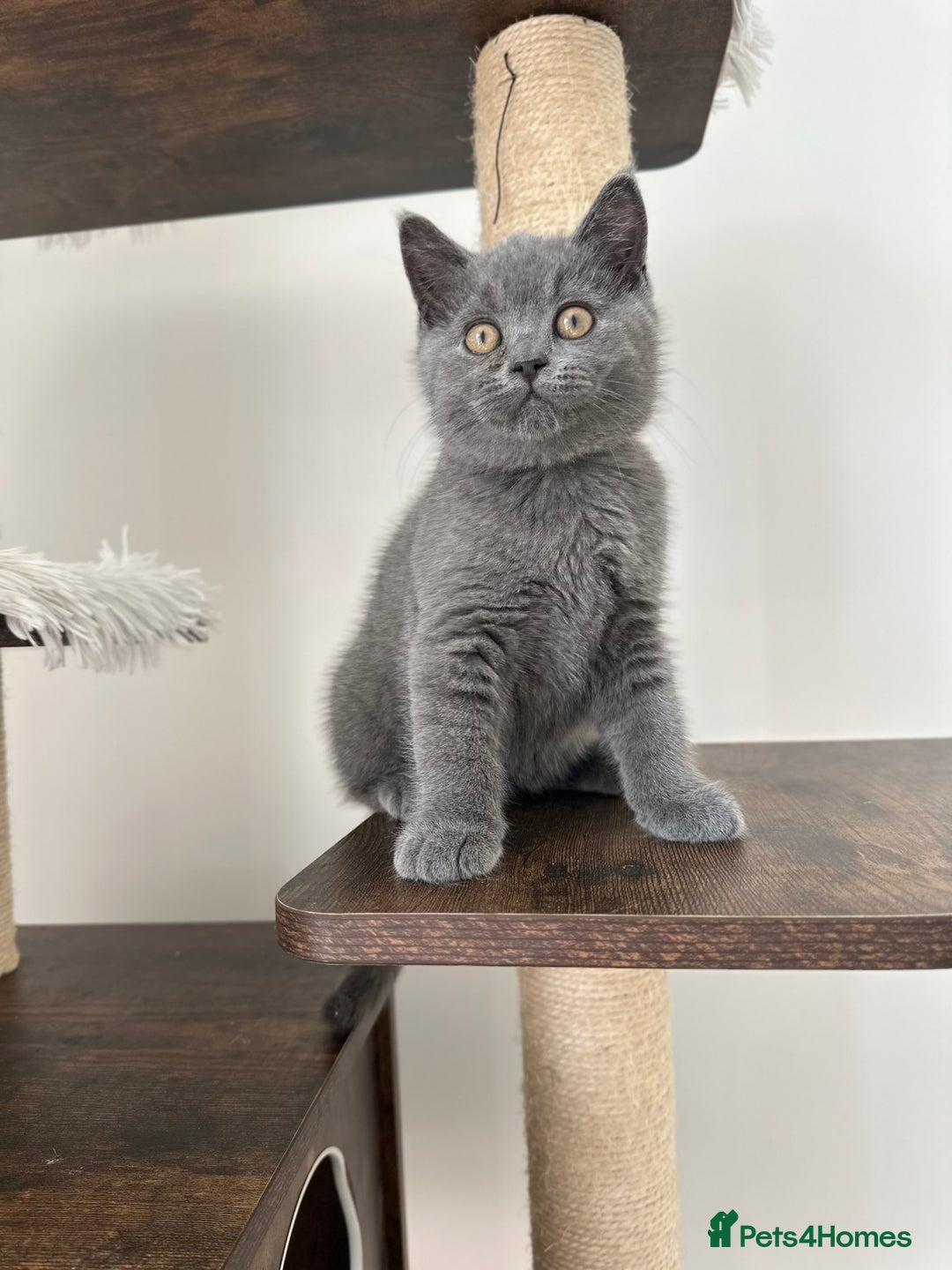 British Shorthair cats for sale: British short hair boy - Image 14