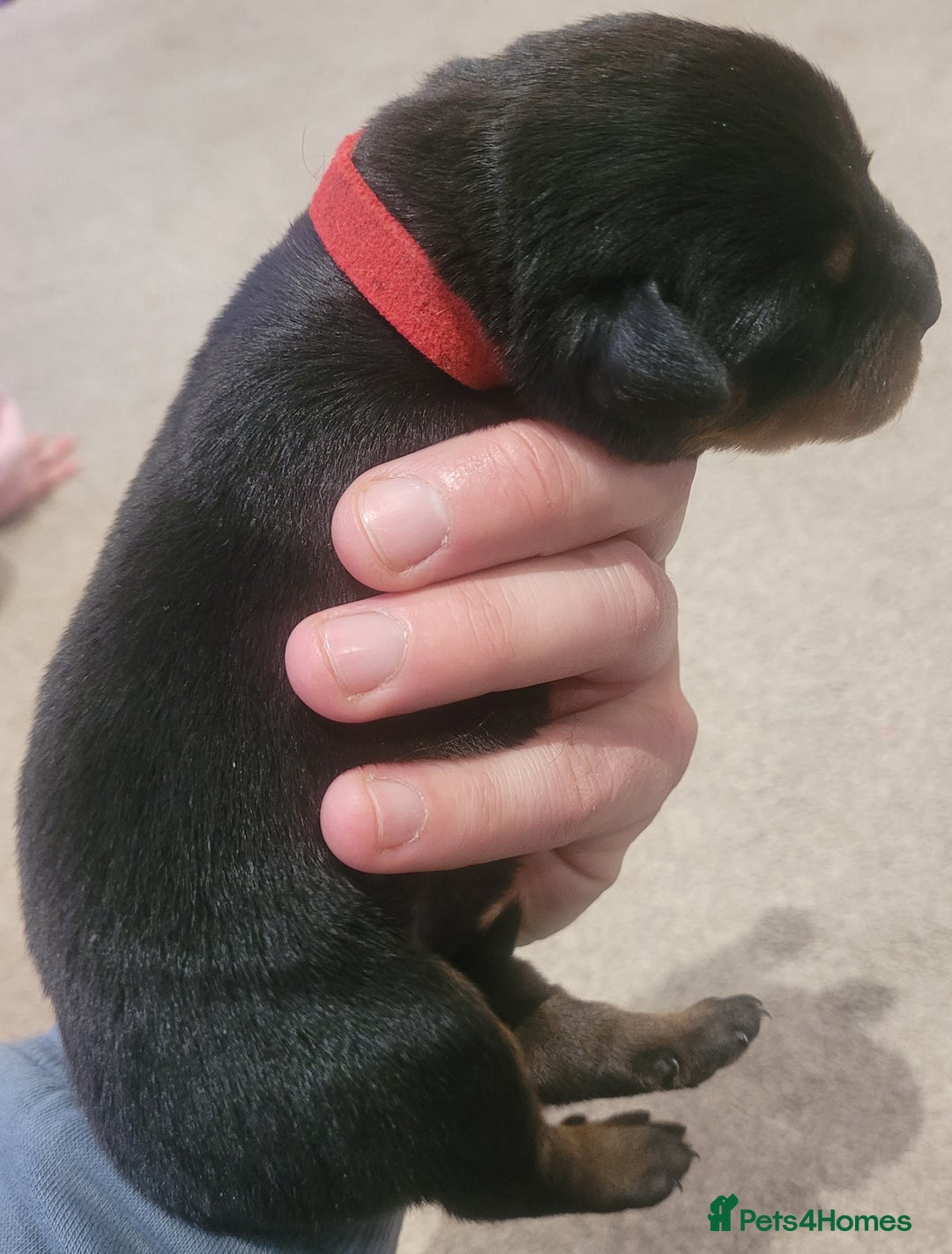 Rottweiler dogs for sale: Giant rottweiler pups,bred 4 size/health/temprment - Advert 22