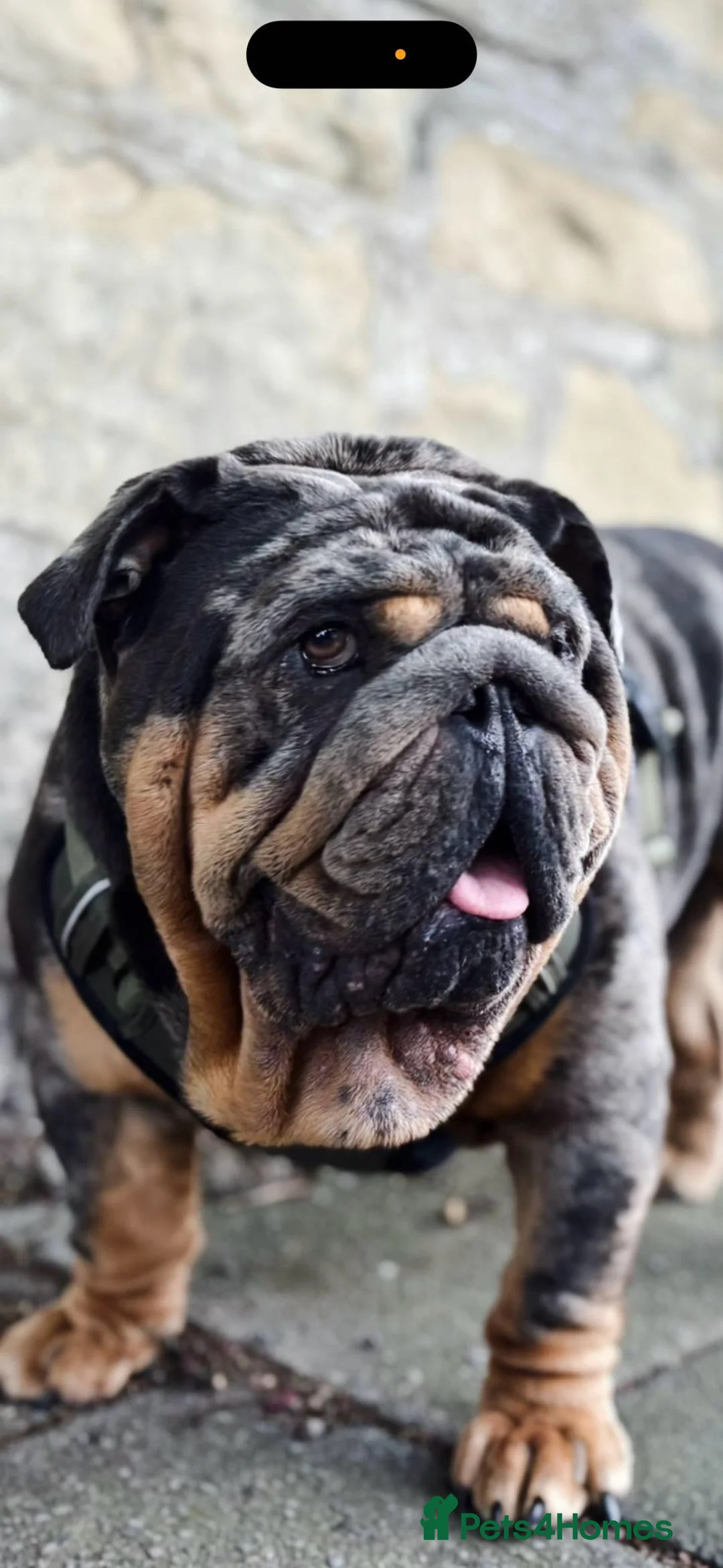 English Bulldog dogs for stud: Bugzy - Advert 12