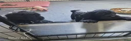 Schnoodle dogs for sale: Schnoodles  - Advert 16
