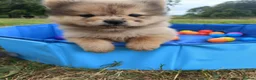 Mixed Breed dogs for sale: Micro chow chows, Mini teddy bears!! - Advert 4
