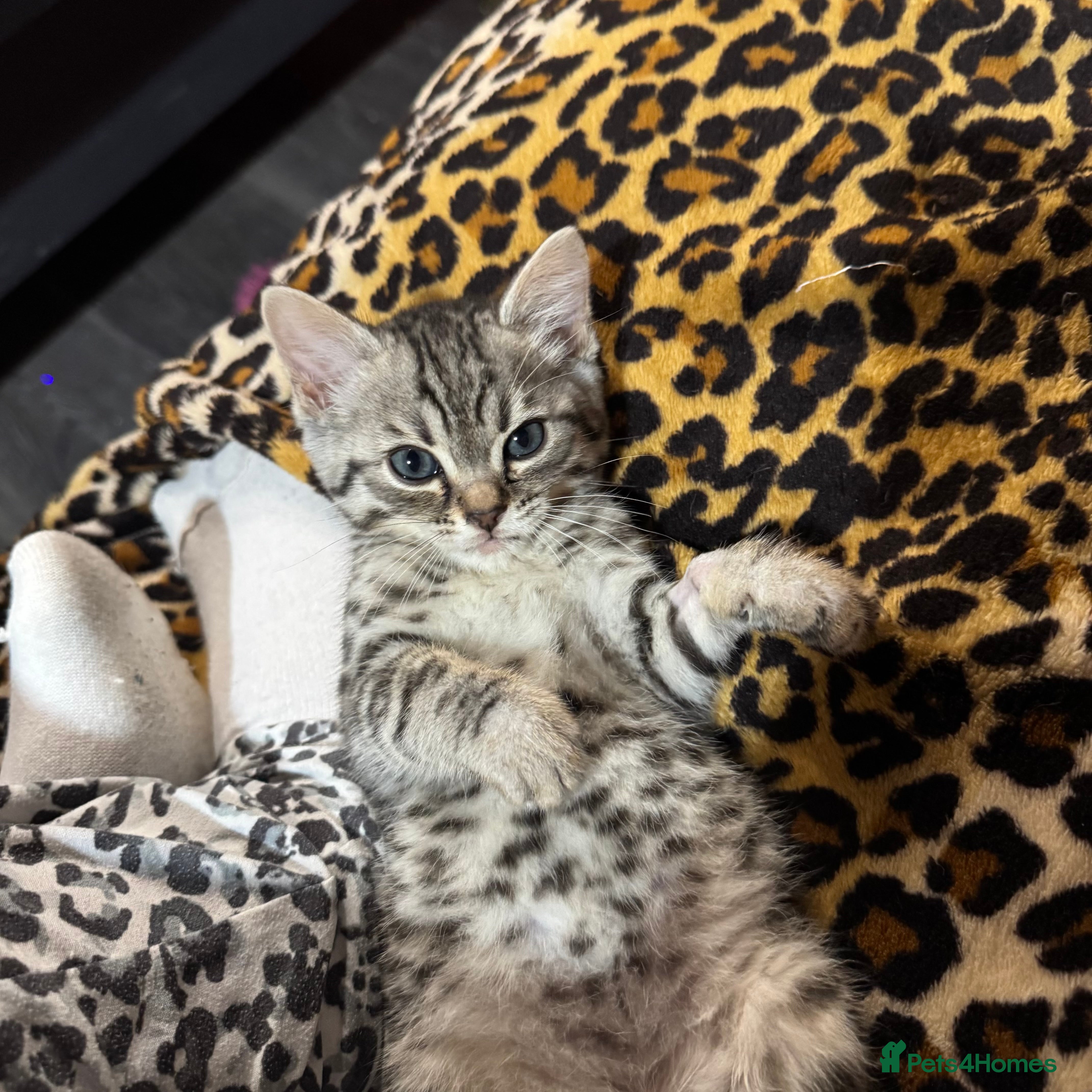 Bengal cats Beautiful Bengal Kittens - only GIRL available  - Advert 8