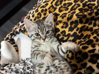 Bengal cats Beautiful Bengal Kittens - only GIRL available - Advert 8