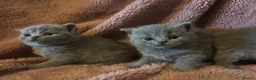 British Shorthair cats for sale: British blue shorthair kittens available 22/10 - Advert 2