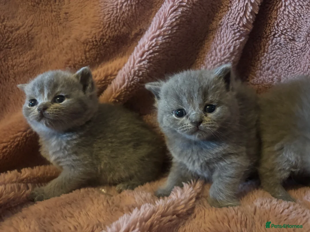 British Shorthair cats for sale: British blue shorthair kittens available 22/10 - Advert 2