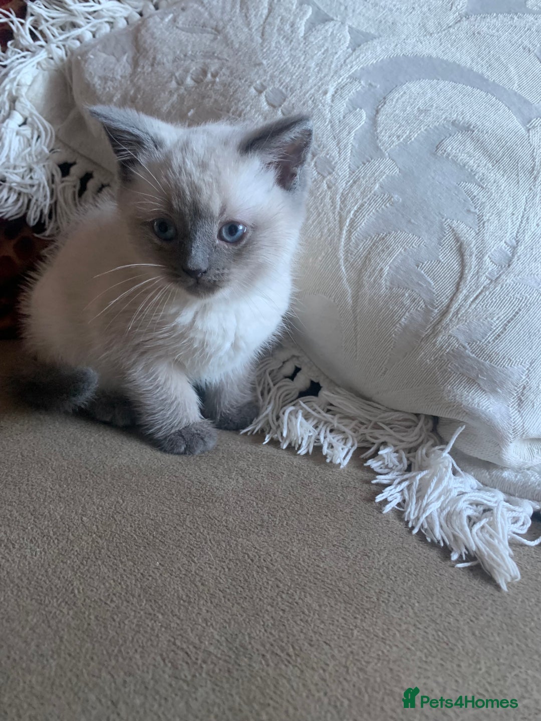 Persian cats for sale: cute 9wk old adorable bundle of joy Persian kitten - Advert 15