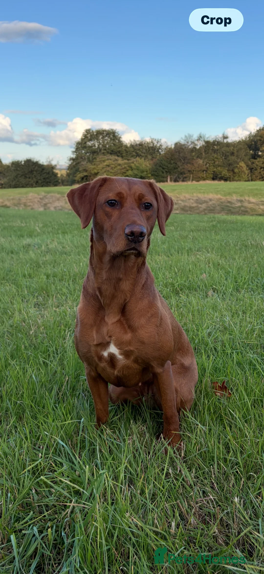 Labrador Retriever dogs for sale: KC registered fox red working line Labradors - Advert 1