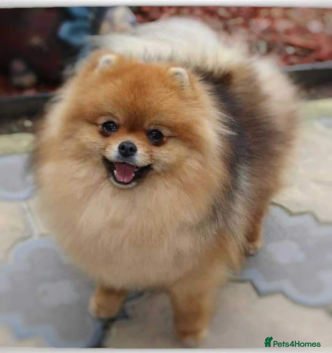 Pomeranian dogs for sale: 🔥Very Tiny🐻Teddy Face🏆Champion Lines - Image 8