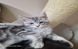 Maine Coon cats for sale: 🥰MC Kittens🥰 - Image 5