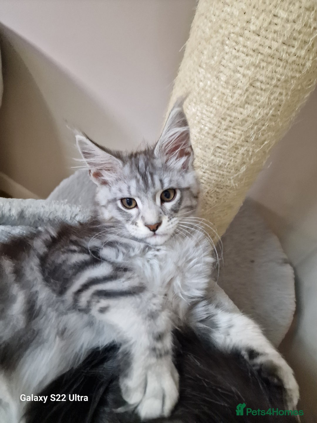 Maine Coon cats for sale: 🥰MC Kittens🥰 - Image 5
