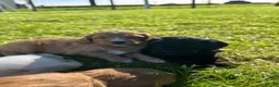 Cockapoo dogs for sale: First generation Cockapoo Puppies  - Advert 4