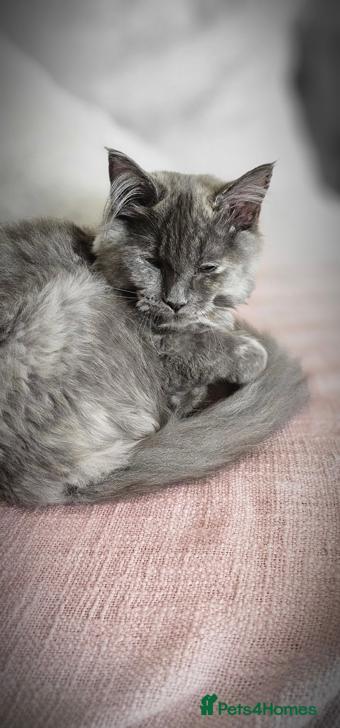 Maine Coon cats for sale:  maincoon  - Advert 6