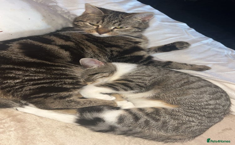 Domestic Shorthair cats - Advert 2