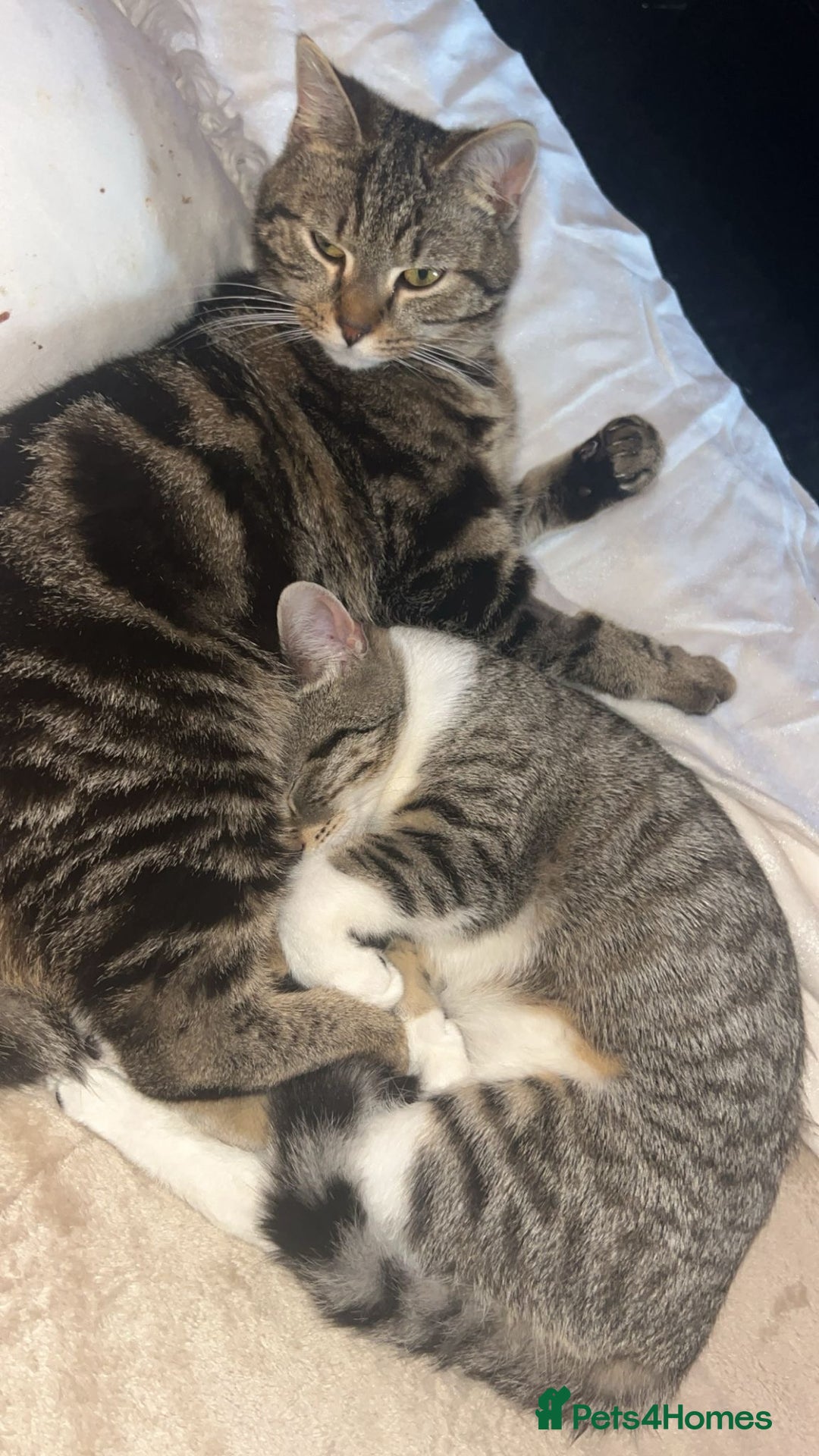 Domestic Shorthair cats for sale: Kitties need a loving home together❤️ - Image 1