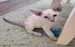 Siamese cats for sale: Siamese and Oriental Kittens  - Image 11