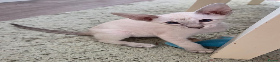 Siamese Kitten 8