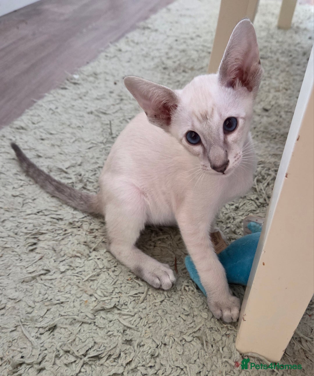 Siamese cats for sale: Siamese and Oriental Kittens  - Image 11