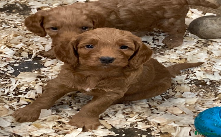 Cockapoo dogs - Advert 9