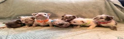 French Bulldog dogs for sale: Best in west mids.5 star full fluffy litter - Advert 12