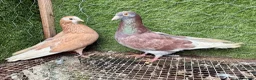 Pigeons birds for sale: 35 Mix  pigeon for sale - Advert 13