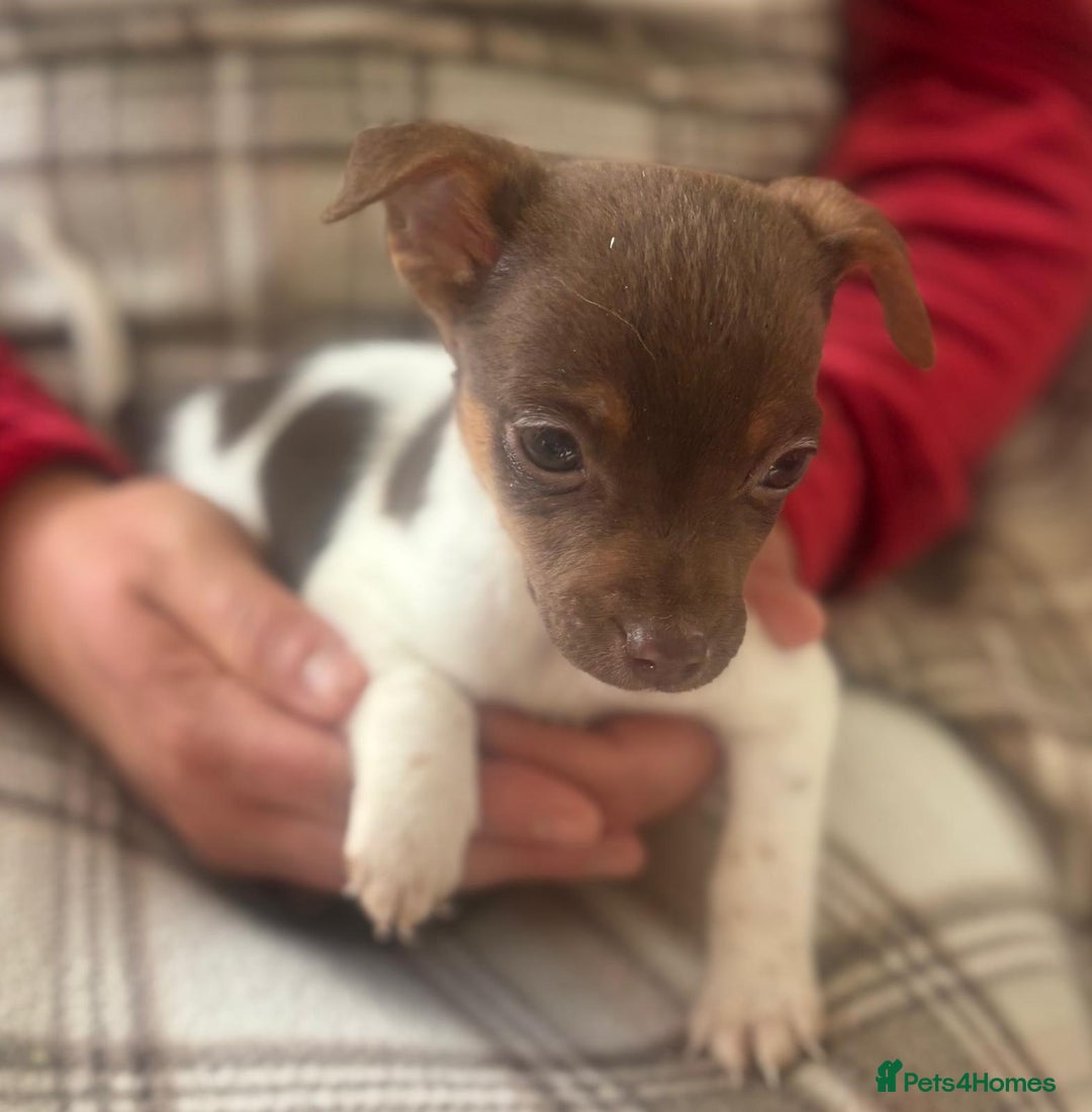 Mixed Breed dogs for sale: Jack Russell terrier puppies  - Image 1