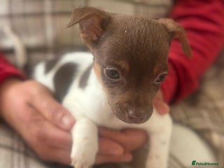 Mixed Breed dogs - Advert 2