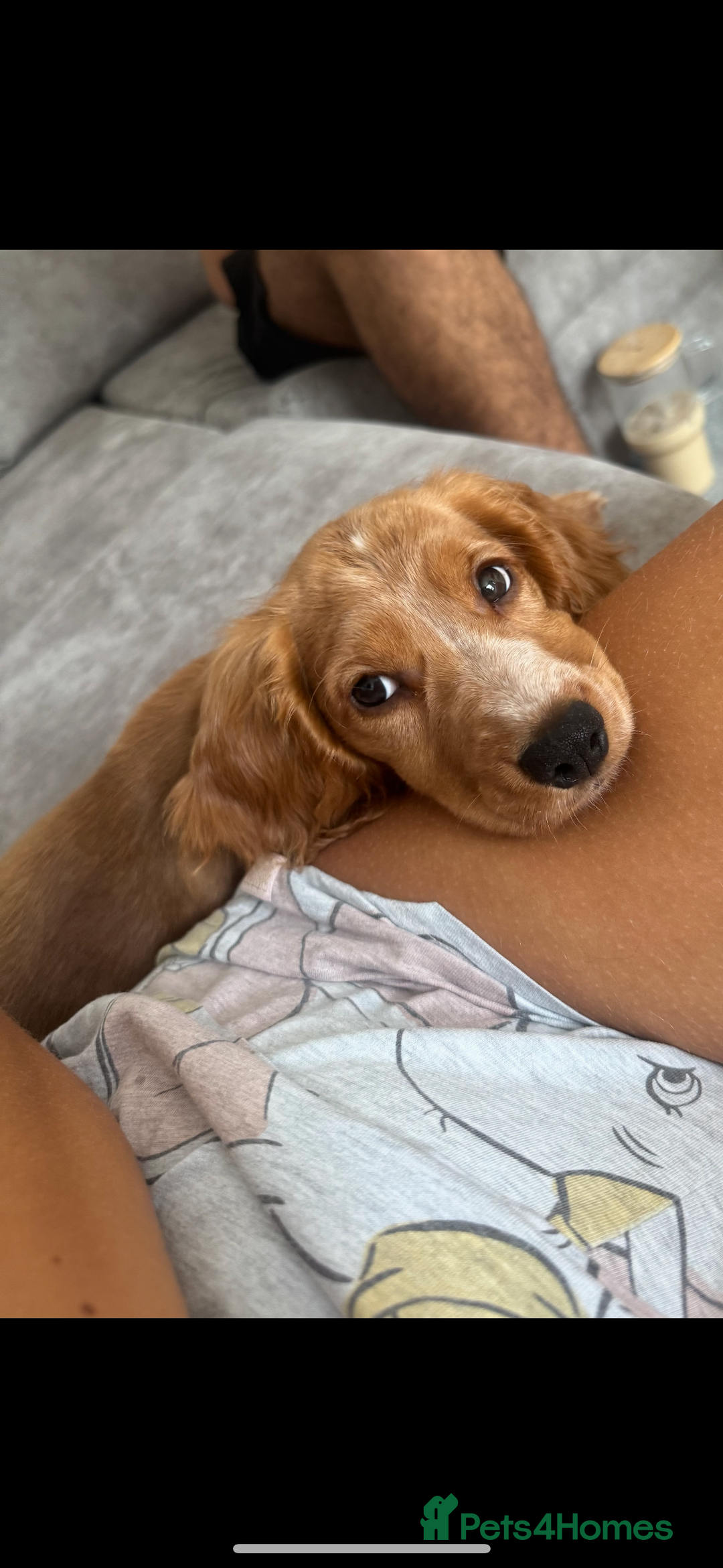 Cocker Spaniel dogs for sale: Red working cocker spaniel puppy 16wks  - Image 2