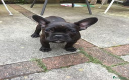 Miniature Dachshund dogs for sale: Rehoming - Mini dachshund (3) & French Bulldog (8) - Image 22