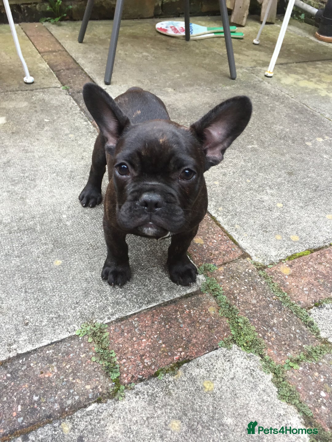 Miniature Dachshund dogs for sale: Rehoming - Mini dachshund (3) & French Bulldog (8) - Image 22