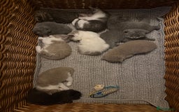 British Shorthair cats for sale: British Shorthair Champion Line kittens 🏆🥇😻 - Image 4