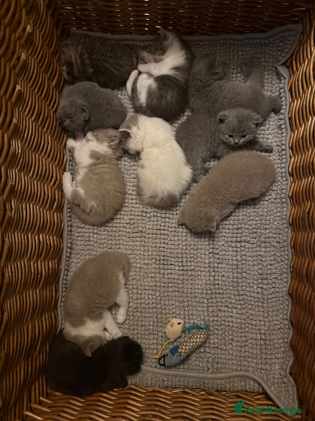 British Shorthair cats for sale: British Shorthair Champion Line kittens 🏆🥇😻 - Image 4